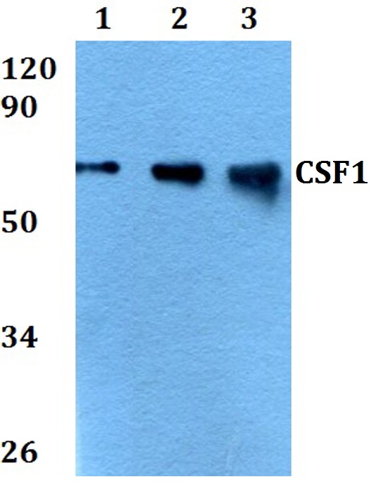 a00620 csf1 primary antiboties wb testing 1