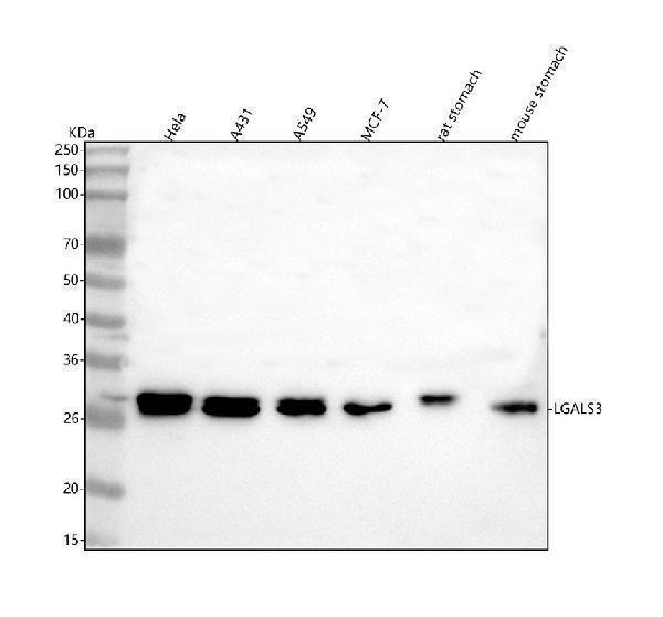 a00621 1 lgals3 primary antibodies wb testing 1