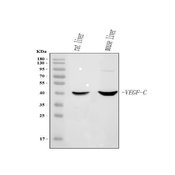  Western blot analysis of Vegfc using anti-Vegfc antibody (A00623-3)