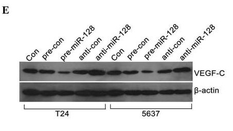 a00623 vegfc primary antibodies wb testing 2