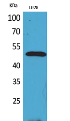 a00623 vegfc primary antibodies wb testing 3