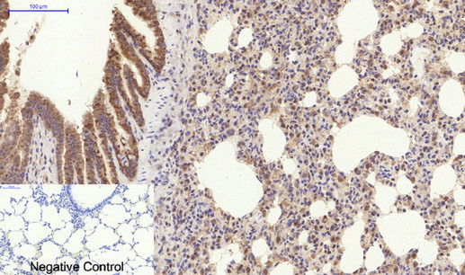a00624 1 col1a2 primary antibodies ihc testing 3