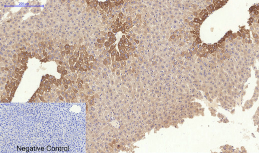 a00624 1 col1a2 primary antibodies ihc testing 4