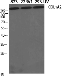 a00624 1 col1a2 primary antibodies wb testing 2