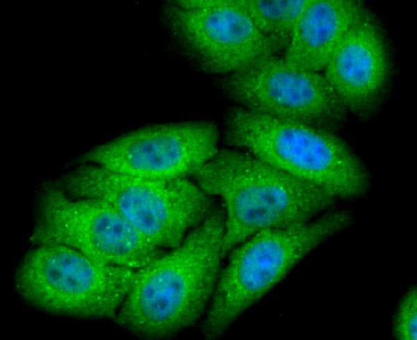 a00626 1 nr4a1 primary antiboties icc testing 2