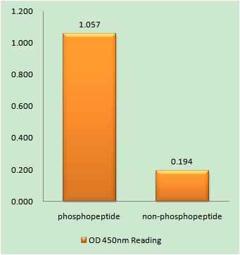 Enzyme-Linked Immunosorbent Assay (Phospho-ELISA) for Immunogen Phosphopeptide (Phospho-left) and Non-Phosphopeptide (Phospho-right), using Nuclear Receptor NR4A1 (Phospho-Ser351) Antibody