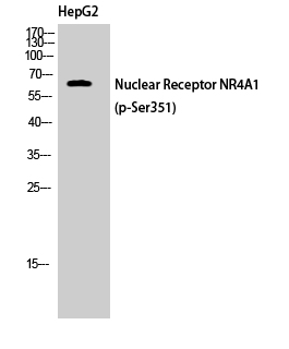 Western Blot analysis of HepG2 cells using Phospho-Nur77 (S351) Polyclonal Antibody cells nucleus extracted by Minute TM Cytoplasmic and Nuclear Fractionation kit 