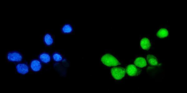 a00631 1 sumo1 primary antibodies if testing 6