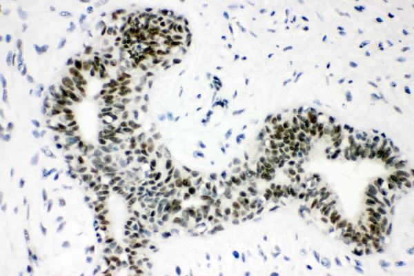 a00631 1 sumo1 primary antibodies ihc testing 5