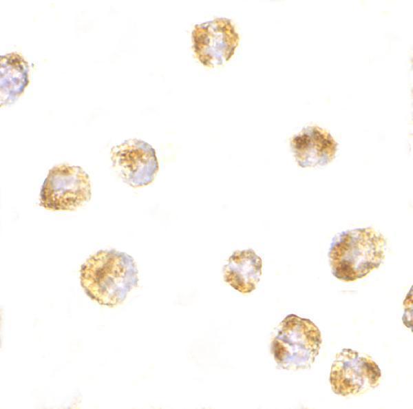 a00631 sumo1 primary antibodies icc testing 2