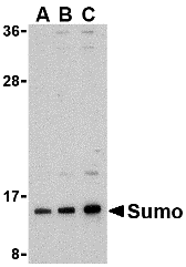 a00631 sumo1 primary antibodies wb testing 1