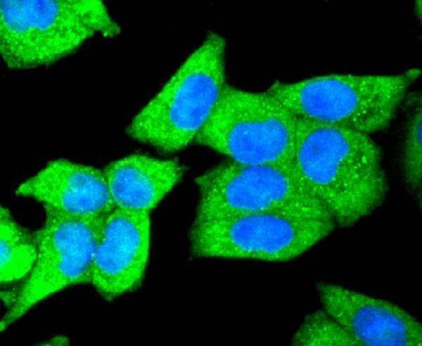 a00632 2 dkk1 primary antiboties icc testing 2