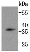 a00632 2 dkk1 primary antiboties wb testing 1