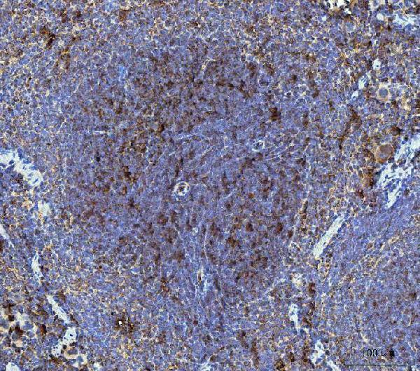  IHC analysis of Dkk1 using anti-Dkk1 antibody (A00632-3)
