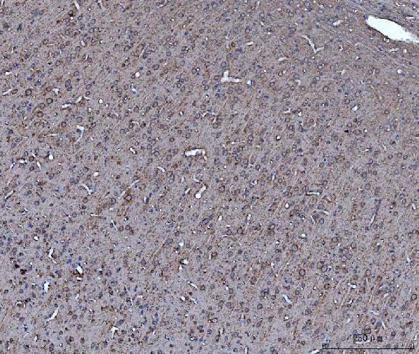  IHC analysis of Dkk1 using anti-Dkk1 antibody (A00632-3)