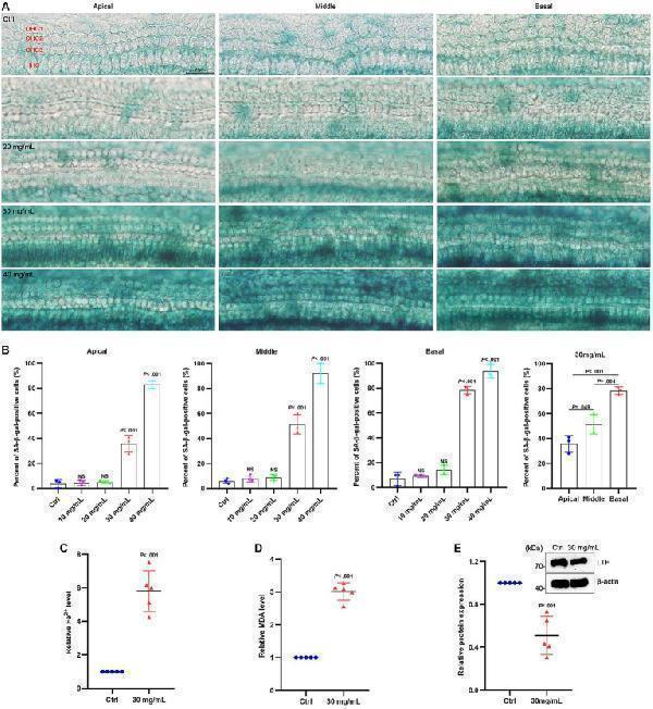 a00633 1 fnagi 16 1309115 g005