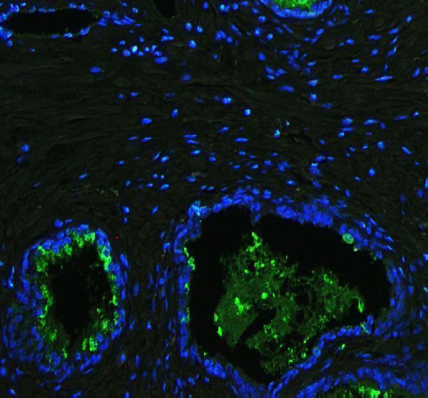 a00633 1 ltf primary antibodies if testing 1
