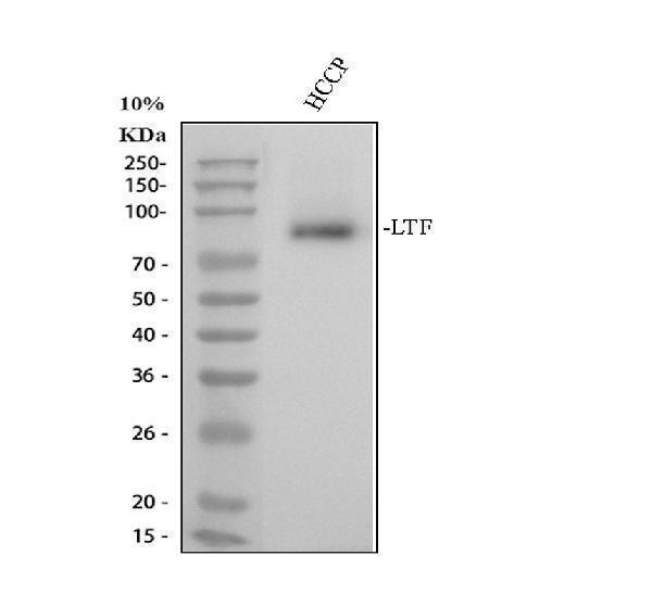 a00633 1 ltf primary antibodies wb testing 1_1