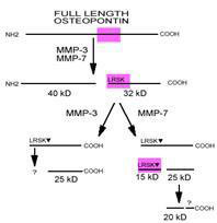 OPN is cleaved by MMP to yield 2 fragments, which migrate at 40 kDa (N terminal) and 32 kDa (C terminal)