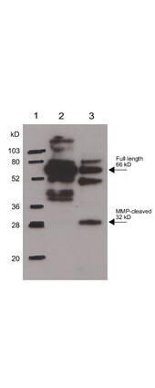 Western Blot of Rabbit Anti-Osteopontin Antibody