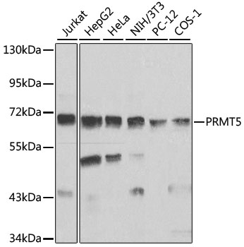 a00635 2 prmt5 primary antiboties wb testing 1