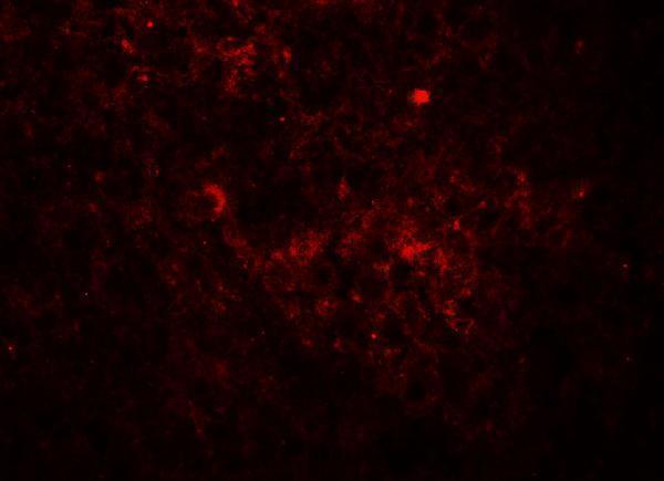 Immunofluorescence of JAG1 in human spleen tissue with JAG1 antibody at 20 μg/ml