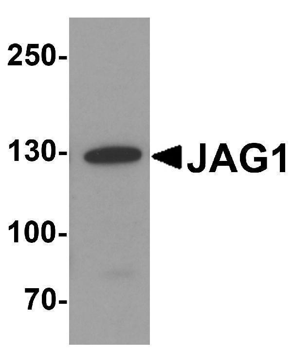 Western blot analysis of JAG1 in HeLa cell lysate with JAG1 antibody at 1 μg/ml