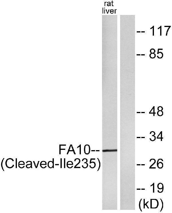 a00641 f10 primary antibodies wb testing 1