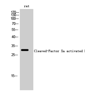 a00641 f10 primary antibodies wb testing 2