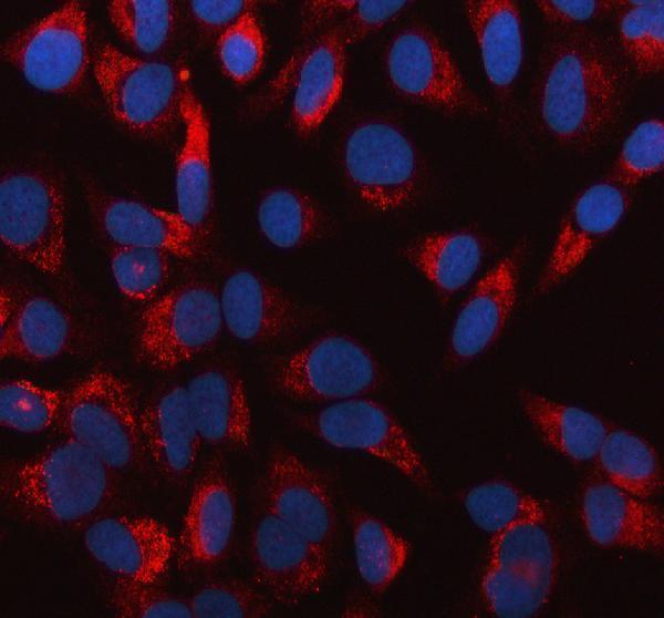 a00642 1 mvp primary antibodies if testing 1