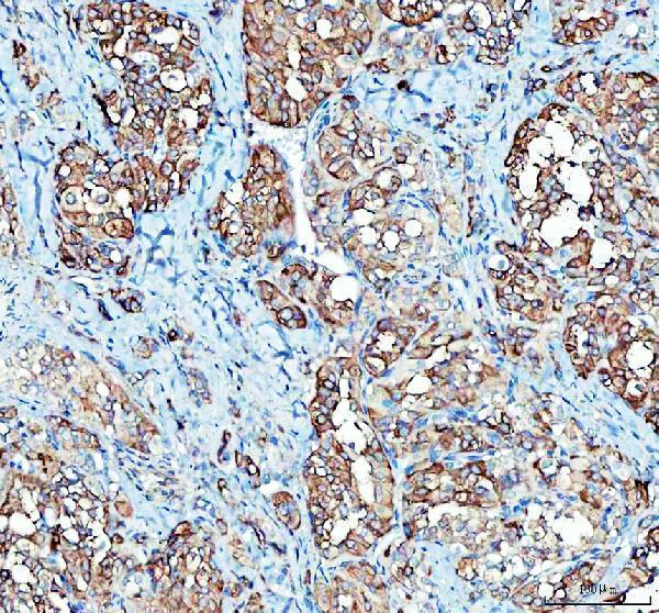a00642 1 mvp primary antibodies ihc testing 1