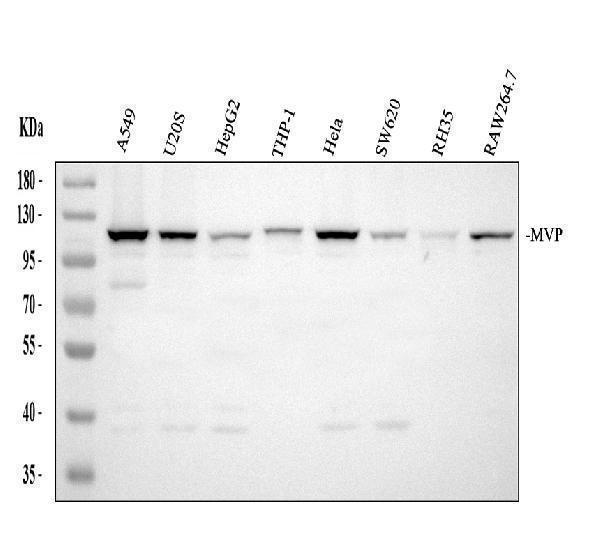 a00642 1 mvp primary antibodies wb testing 1_1