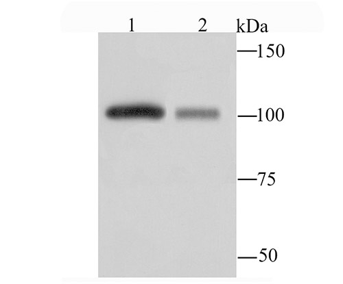 Western blot analysis of MVP on A549 (1) and Hela (2) cell lysate using anti-MVP antibody at 1/1,000 dilution