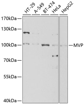 a00642 mvp primary antiboties wb testing 1