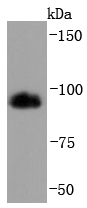 Western blot analysis of HMGCR on Hela cells lysates using anti-HMGCR antibody at 1/1,000 dilution