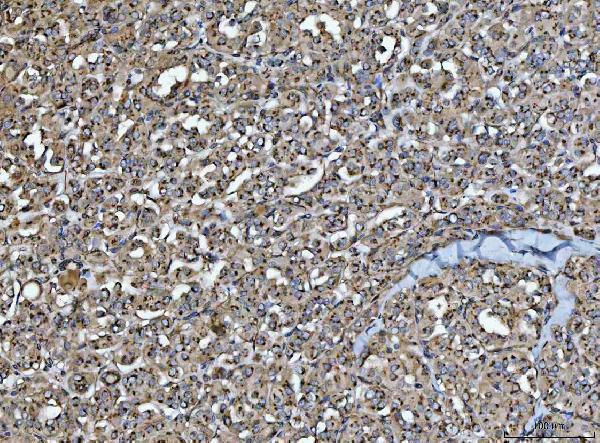 a00643 3 hmgcr primary antibodies ihc testing 4