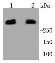 Western blot analysis of DNA PKcs on different lysates using anti-DNA PKcs antibody at 1/1,000 dilution