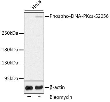 Western blot analysis of extracts of HeLa cells, using Phospho-DNA-PKcs-S2056 antibody 