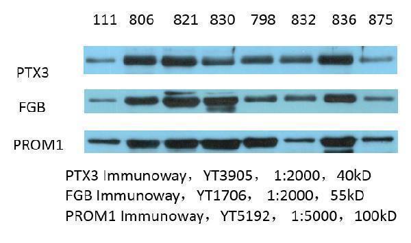 Western Blot analysis of various cells