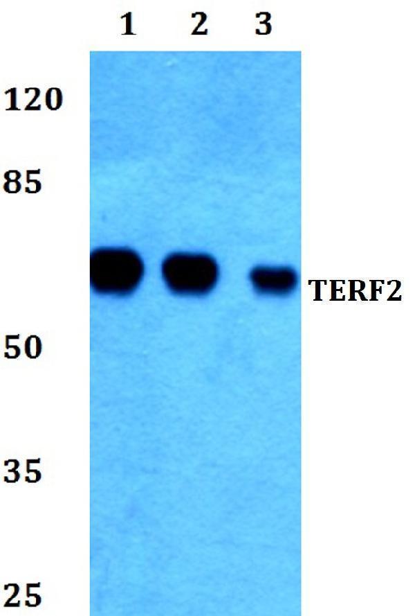 a00650 terf2 primary antiboties wb testing 1