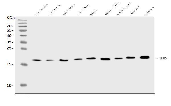 a00651 5 il1rn primary antibodies wb testing 1