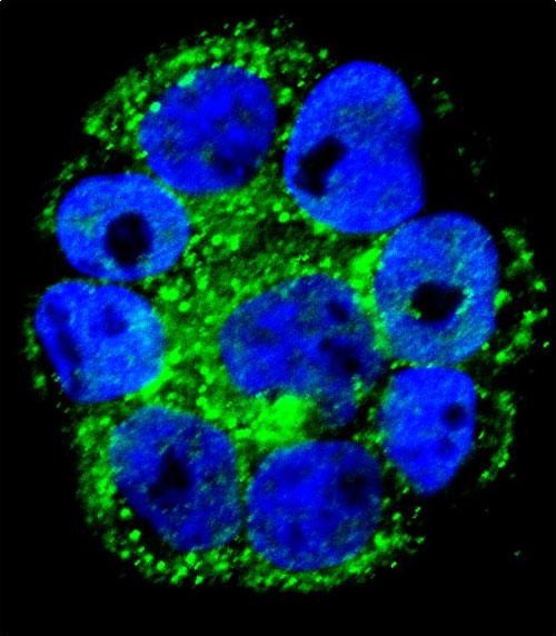 a00651 anti il1rn antibody c term if testing 1