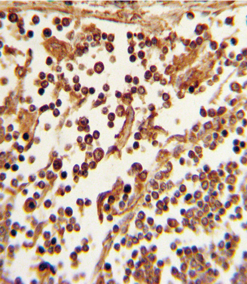 a00652 1 anti sell antibody c term ihc p testing 2