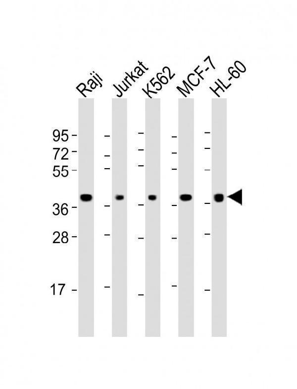 a00652 1 anti sell antibody c term wb testing 1
