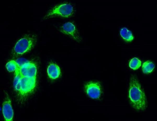 Immunofluorescence analysis of Hela cell