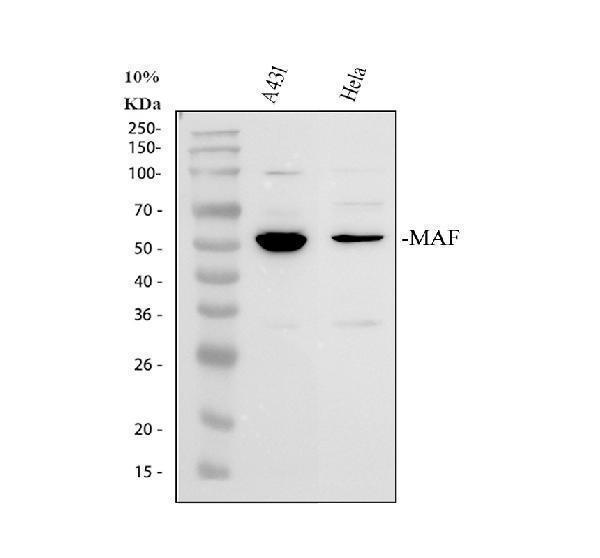 Western blot analysis of c-Maf/MAF using anti-c-Maf/MAF antibody (A00654-1)