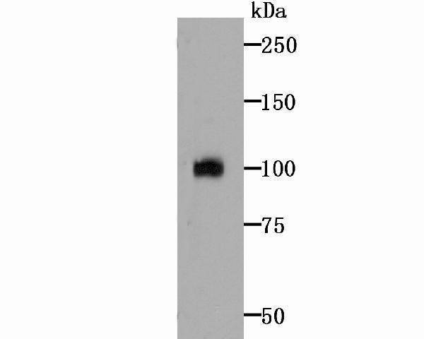 Western blot analysis of ATF6 on Hela cell lysate using anti-ATF6 antibody at 1/500 dilution