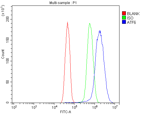  Flow Cytometry analysis of U251 cells using anti-ATF6 antibody (A00655-3)