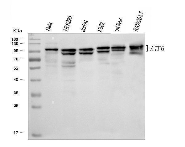  Western blot analysis of ATF6 using anti-ATF6 antibody (A00655-3)