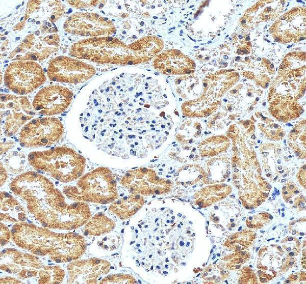 IHC analysis of ATF6 using anti-ATF6 antibody (A00655-4)